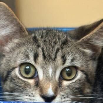 Lightning -  Domestic Short Hair Cat for Adoption in East Hanover, New Jersey - Lightning | PetCurious