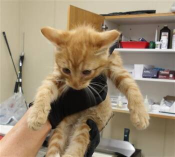 VAN WINKLE -  Domestic Medium Hair Cat for Adoption in Santa Rosa, California - VAN WINKLE | PetCurious