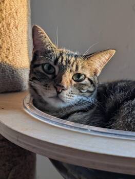 Oingo -  Domestic Short Hair Cat for Adoption in Pearland, Texas - Oingo | PetCurious