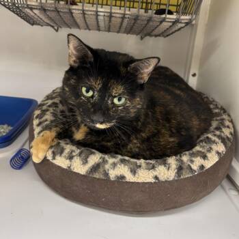 Ophelia -  Domestic Short Hair Cat for Adoption in Lyndhurst, New Jersey - Ophelia | PetCurious
