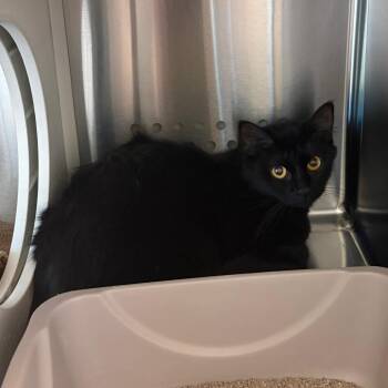 Carousel Carly -  Domestic Short Hair Cat for Adoption in Norman, Oklahoma - Carousel Carly | PetCurious