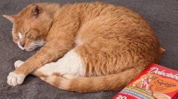 Robert Red-furred -  Domestic Short Hair Cat for Adoption in Pawtucket, Rhode Island - Robert Red-furred | PetCurious