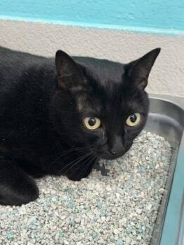 Eevee -  Domestic Short Hair Cat for Adoption in Largo, Florida - Eevee | PetCurious
