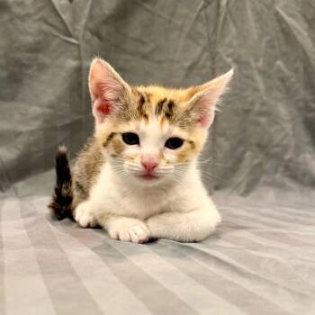 Pigeon -  Domestic Short Hair Cat for Adoption in Franklin, Tennessee - Pigeon | PetCurious