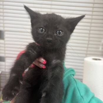 Thomas -  Domestic Short Hair Cat for Adoption in Pekin, Illinois - Thomas | PetCurious