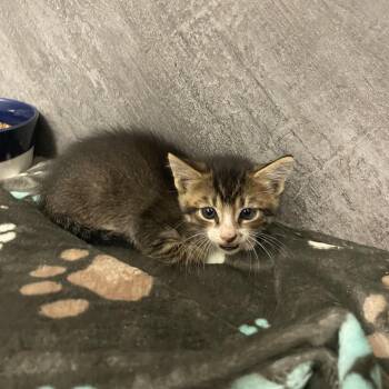 Sparrow -  American Shorthair Cat for Adoption in Dickinson, Texas - Sparrow | PetCurious