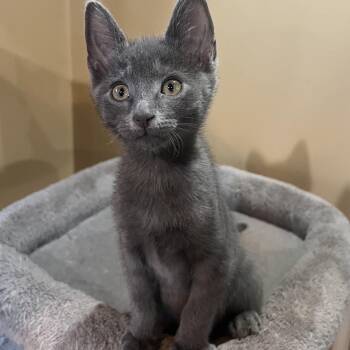 Thomas Ehlers -  Domestic Short Hair Cat for Adoption in Morrison, Colorado - Thomas Ehlers | PetCurious