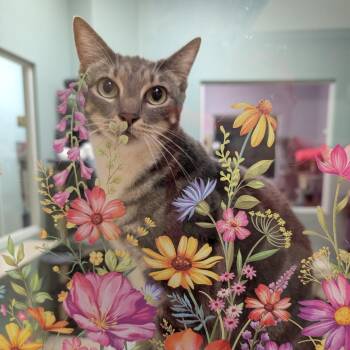 Pegasus -  Domestic Short Hair Cat for Adoption in Titusville, Florida - Pegasus | PetCurious
