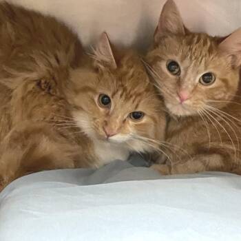 Socks -  Domestic Long Hair Cat for Adoption in Huntsville, Arkansas - Socks | PetCurious