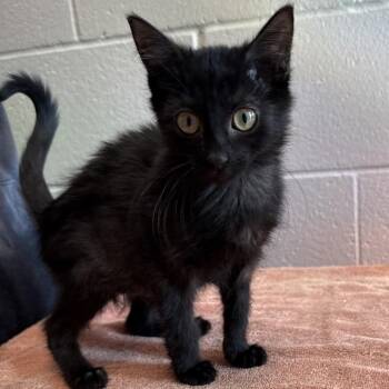 Miette -  Domestic Short Hair Cat for Adoption in Council Bluffs, Iowa - Miette | PetCurious