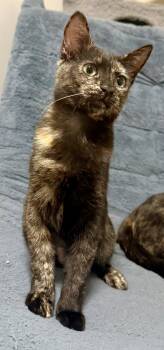 Frances -  Domestic Short Hair Cat for Adoption in Lenexa, Kansas - Frances | PetCurious