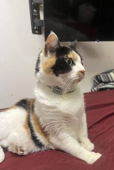 Rescue Domestic Short Hair Cats for Adoption in Dayton, Tennessee - Pat | PetCurious