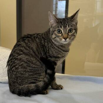 Domestic Short Hair Cats Available for Adoption - Bebe | PetCurious