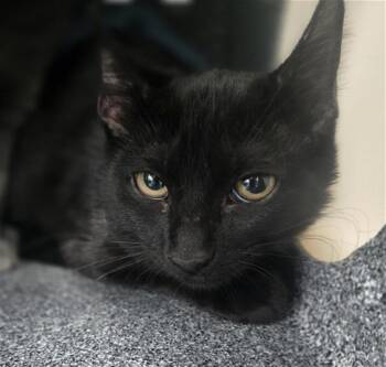 Domestic Short Hair Cats Available for Adoption - SHADOW | PetCurious