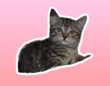 KATIE -  Domestic Short Hair Cat for Adoption in Sarasota, Florida - KATIE | PetCurious