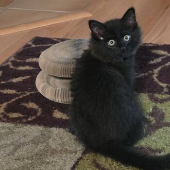 Emmet (bonded to Fritz) -  Domestic Long Hair Cat for Adoption in Santa Rosa, California - Emmet (bonded To Fritz) | PetCurious