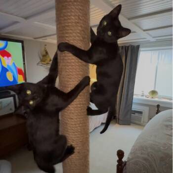 Minnie & Puppy -  Domestic Short Hair Cat for Adoption in Raritan, New Jersey - Minnie & Puppy | PetCurious