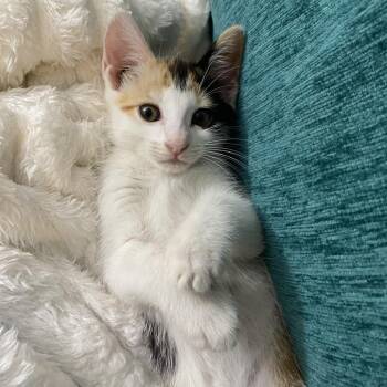 Wallie -  Domestic Short Hair Cat for Adoption in Cumming, Georgia - Wallie | PetCurious