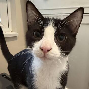 Nerevar -  Domestic Short Hair Cat for Adoption in Inwood, West Virginia - Nerevar | PetCurious