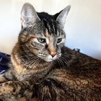 Tamora -  Domestic Short Hair Cat for Adoption in Wheeling, Illinois - Tamora | PetCurious