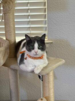 Rescue Domestic Short Hair Cats for Adoption in Antioch, California - Ivy | PetCurious