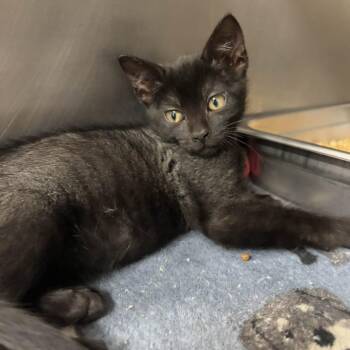 Domestic Short Hair Cats Available for Adoption - Scout | PetCurious