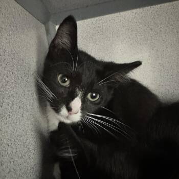 Buster -  Domestic Short Hair Cat for Adoption in Evansville, Indiana - Buster | PetCurious