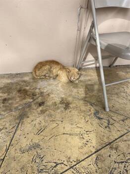 Domestic Short Hair Cats Available for Adoption - HOPE | PetCurious