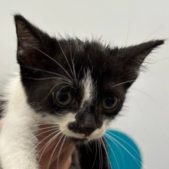 Rescue Domestic Short Hair Cats for Adoption in Naperville, Illinois - Oreo | PetCurious