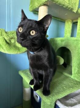 Rescue Bombay Cats for Adoption in Liverpool, Texas - Lightening | PetCurious