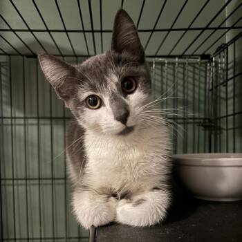 Georgia -  Domestic Short Hair Cat for Adoption in Johnstown, Pennsylvania - Georgia | PetCurious