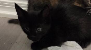 Orion -  Domestic Short Hair Cat for Adoption in Town 