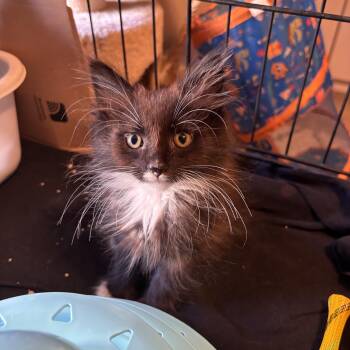 Socket -  Domestic Medium Hair Cat for Adoption in Maple Valley, Washington - Socket | PetCurious