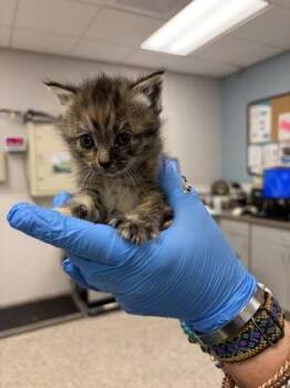 Mothwing -  Domestic Short Hair Cat for Adoption in Gastonia, North Carolina - Mothwing | PetCurious