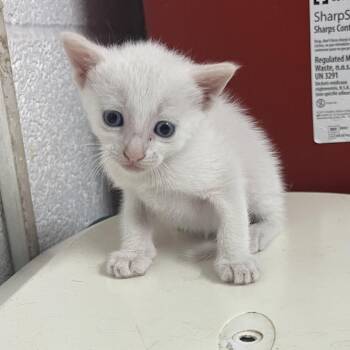 Nemo -  Domestic Short Hair Cat for Adoption in Edinburg, Texas - Nemo | PetCurious