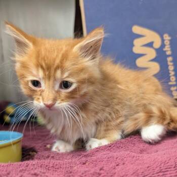 Rollo -  Domestic Short Hair Cat for Adoption in West Olive, Michigan - Rollo | PetCurious