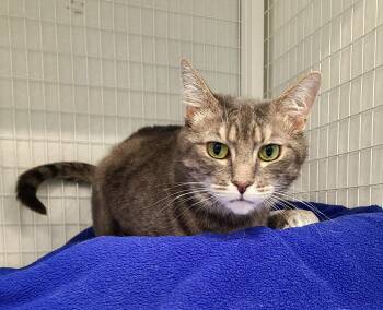 Natalie -  Domestic Short Hair Cat for Adoption in Kirkland, Washington - Natalie | PetCurious