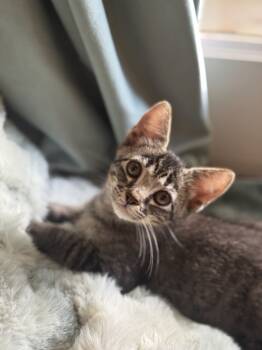 Rescue Domestic Short Hair Cats for Adoption in Austin, Texas - MudPie (CL-A) | PetCurious