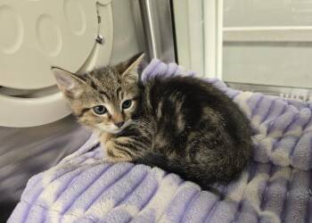 Huck -  Domestic Short Hair Cat for Adoption in Dickson, Tennessee - Huck | PetCurious