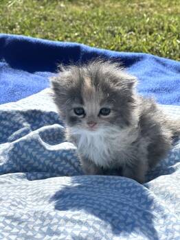 American Curl Cats Available for Adoption in Richmond, Kentucky - Margarita | PetCurious