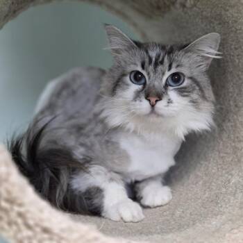 Biscuit -  Siberian Cat for Adoption in Pittsford, Vermont - Biscuit | PetCurious
