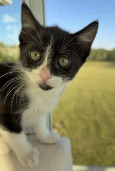 Tuxedo and Domestic Short Hair Cats Available for Adoption in Georgetown, Kentucky - Crab Rangoon | PetCurious