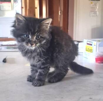 Madeline -  Domestic Long Hair Cat for Adoption in Floyd, Virginia - Madeline | PetCurious