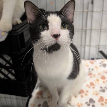 Stash (Bonded Pair with Rock) -  Domestic Short Hair Cat for Adoption in Columbus, Ohio - Stash (Bonded Pair With Rock) | PetCurious