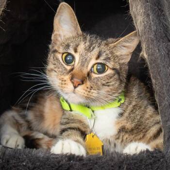 Domestic Short Hair Cats Available for Adoption in St. Louis, Missouri - MAISY | PetCurious