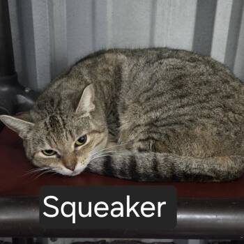 Squeaker -  Domestic Short Hair Cat Available for Adoption in Snow Hill, North Carolina - Squeaker | PetCurious