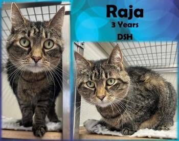 Rescue Domestic Short Hair Cats for Adoption in Greenwood, Indiana - Raja | PetCurious