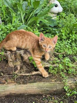 Tabby #2 (Rabehl) -  Domestic Short Hair Cat for Adoption in Camden, Tennessee - Tabby #2 (Rabehl) | PetCurious