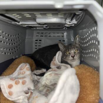 Buttermilk -  Domestic Short Hair Cat for Adoption - Buttermilk | PetCurious