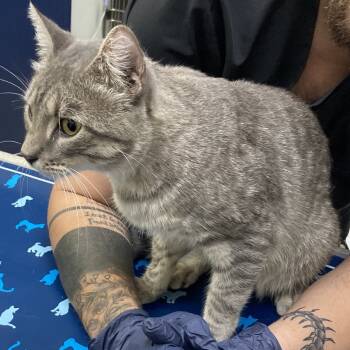 Rescue Domestic Short Hair Cats for Adoption in Galveston, Texas - Gandolf | PetCurious